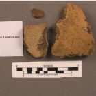 Smoothed exterior and shell-tempered ceramic sherds of Edinburg Phase Mahoning Ware recovered from the Ashton Cemetery Site (36LR0165).