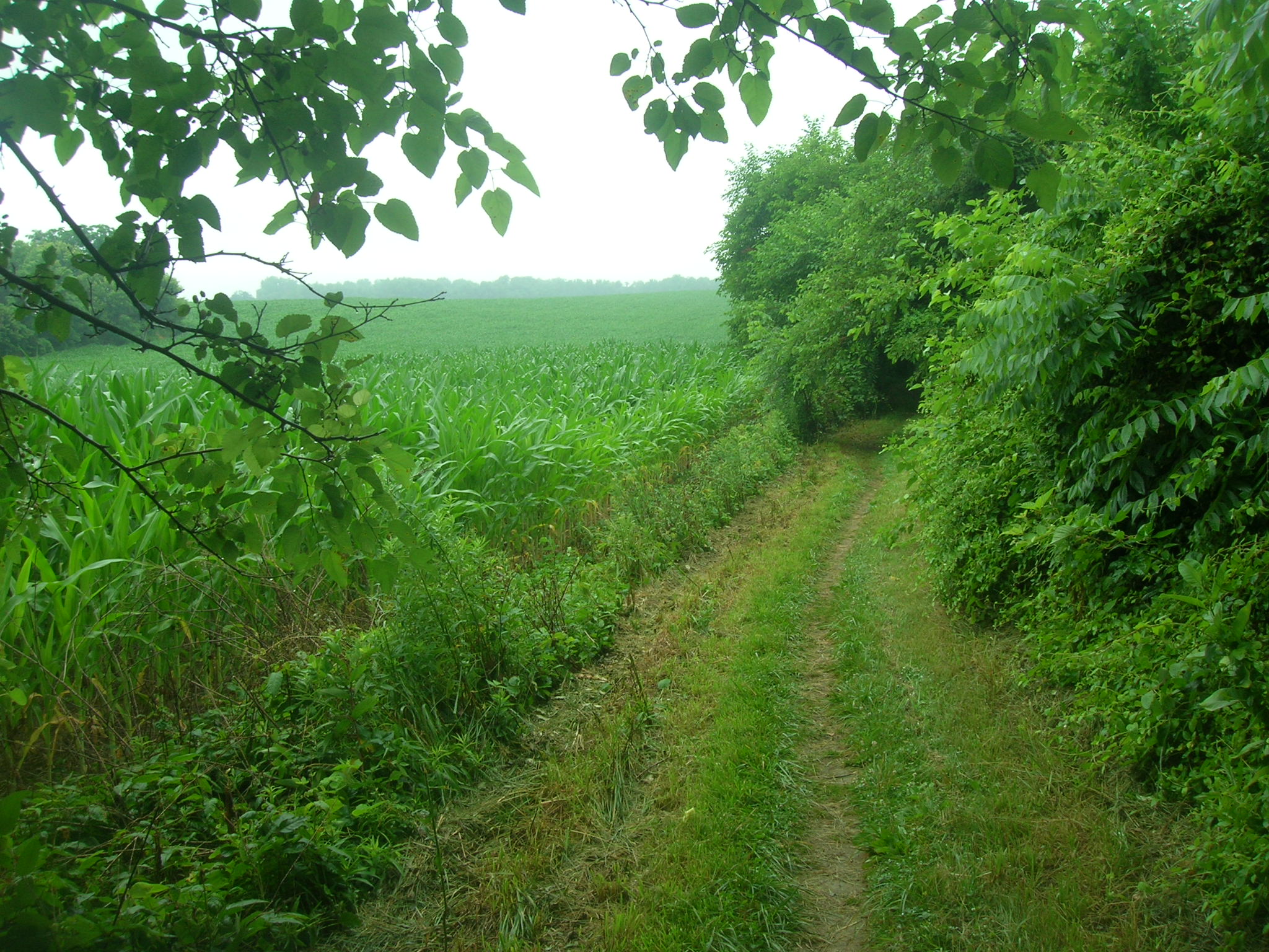 Trail along field