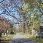 Paved path through cemetery with grass, trees, and stone markers of various shapes and sizes.