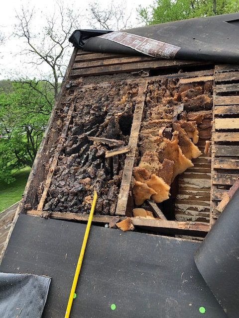 Bee honeycomb in wood roof.