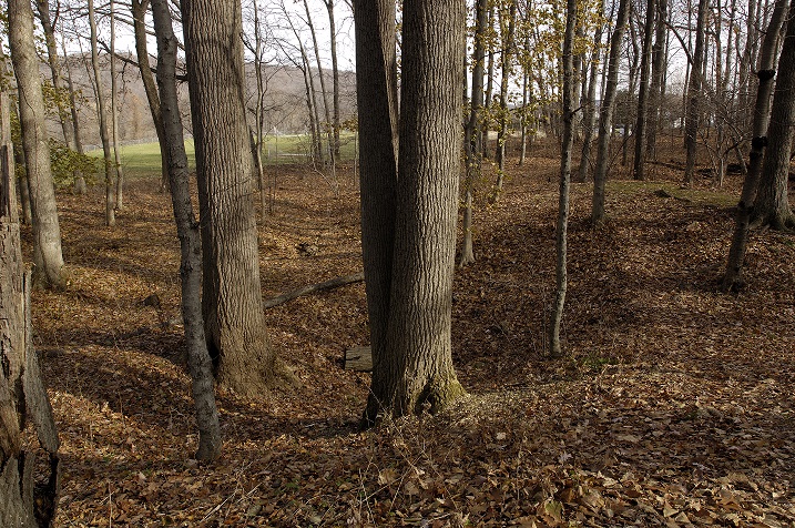 Wooded area with leaves covering the ground over a large depressed hole.