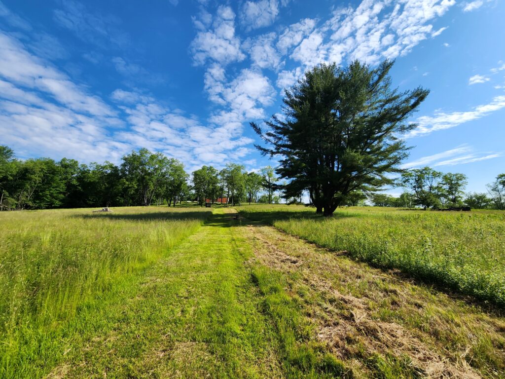 Open field with single tree in center.