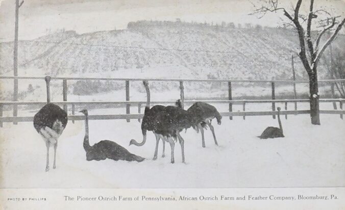 Black and white photograph of six ostriches walking or laying in snow in a fenced area.