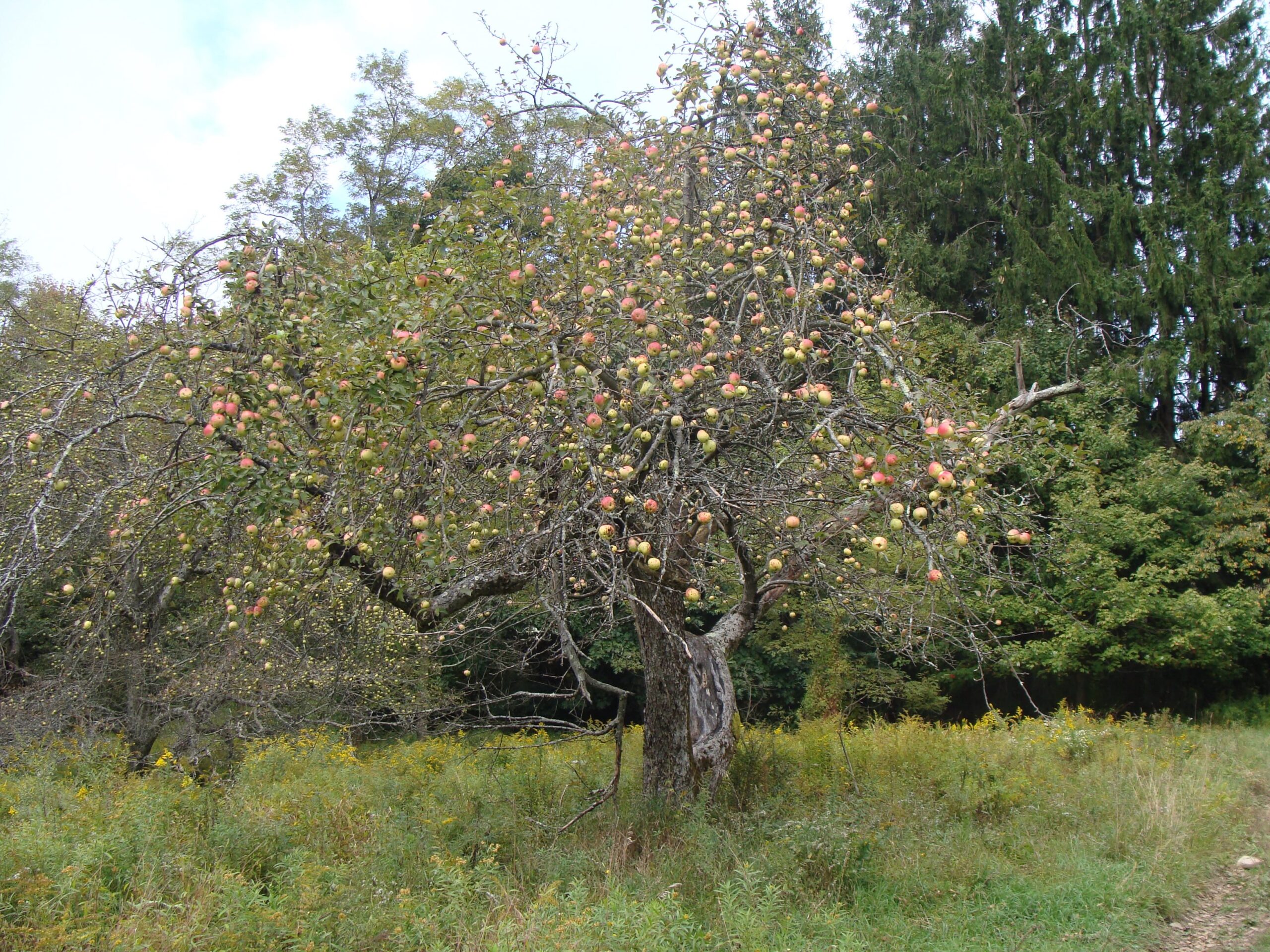 Apple tree with many apples and few leaves in overgrown field.