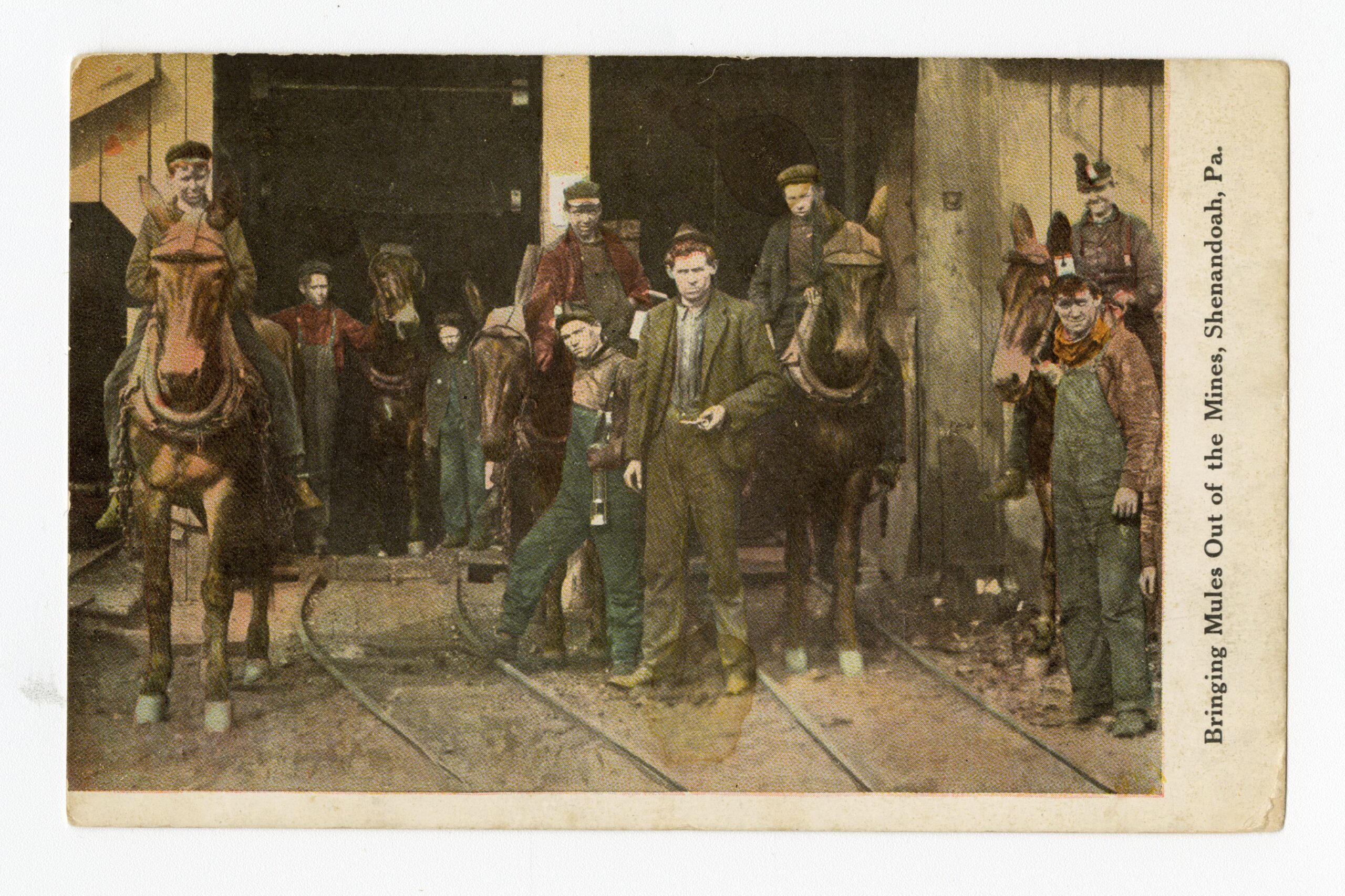 Men and boys standing with horses next to a building. The words bringing mules out of the mines, Shenandoah, PA along the side.